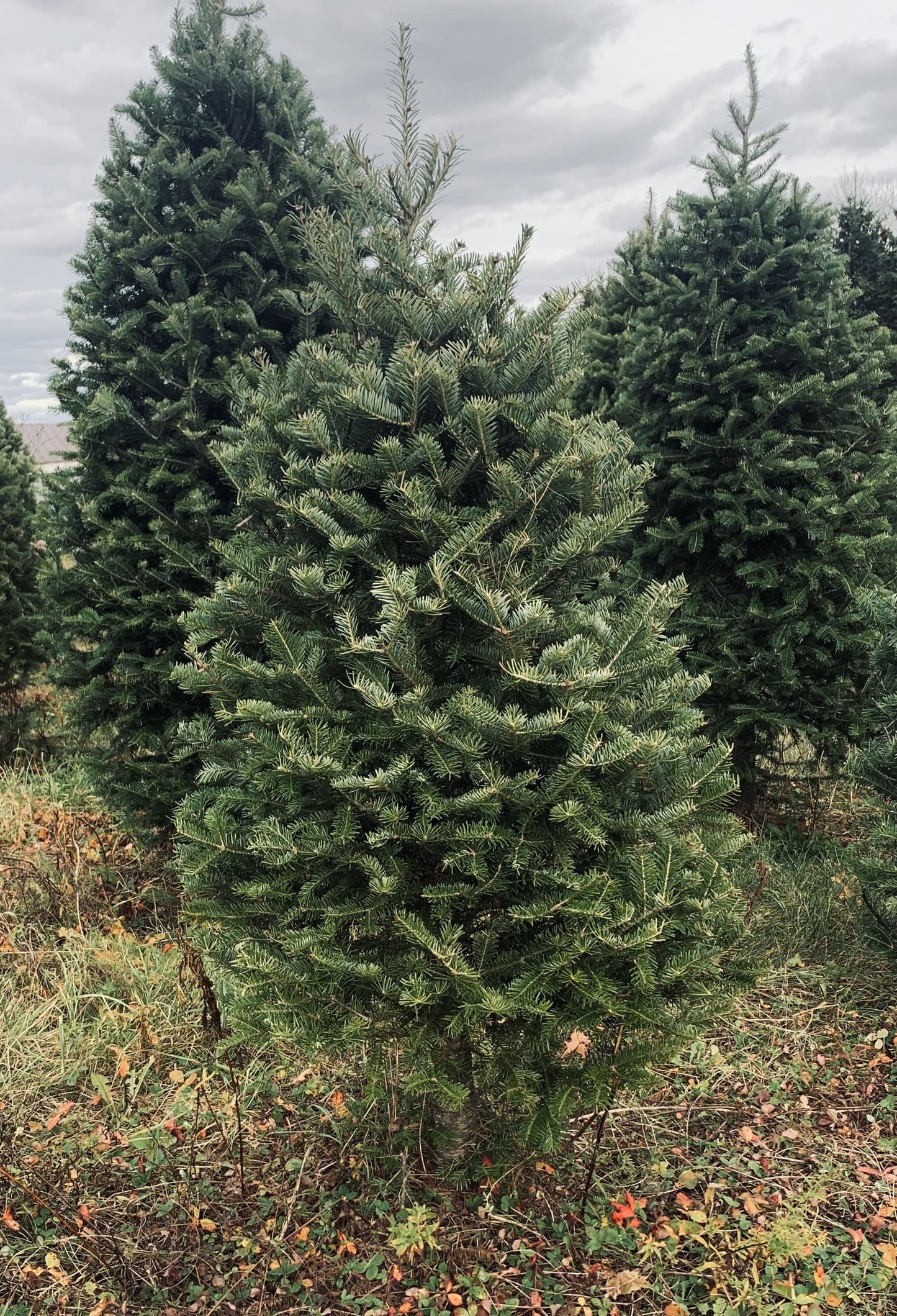 Premium Fraser Fir Christmas Tree - Real Tree Delivered To Your Door