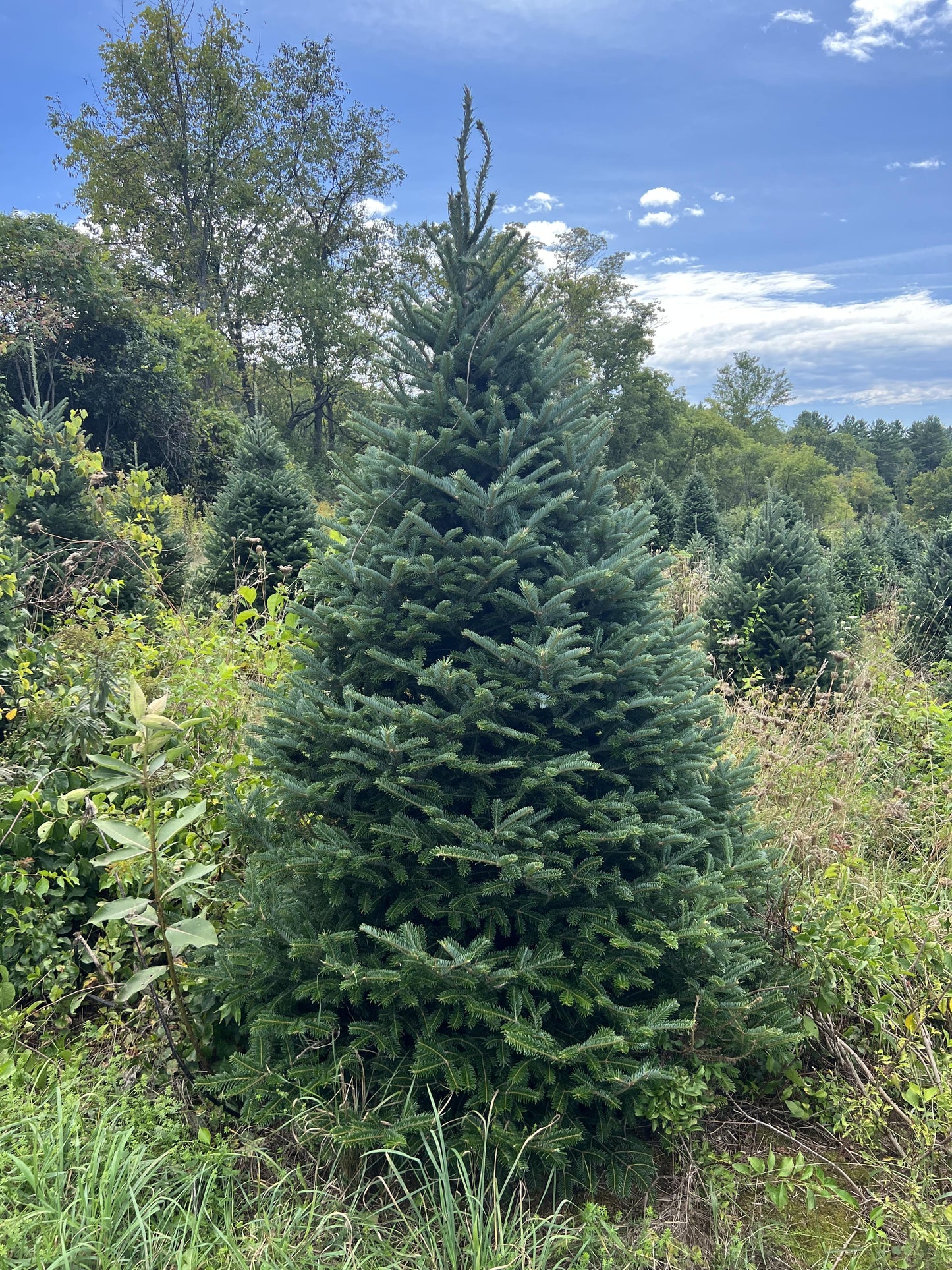 Premium Fraser Fir Christmas Tree - Real Tree Delivered To Your Door