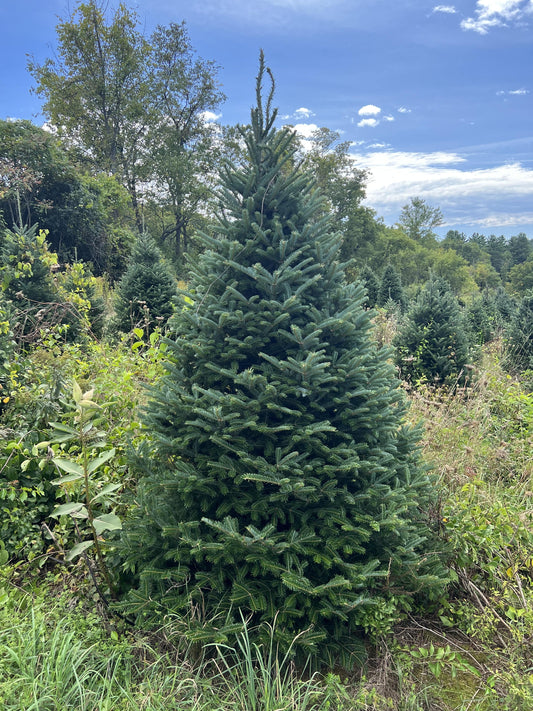 Premium Fraser Fir Christmas Tree - Real Tree Delivered To Your Door